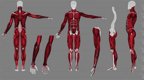 人体背部骨骼结构图片素材-正版创意图片401788167-摄图网