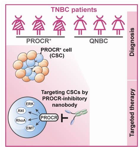 上海科技大学免疫化学研究所揭示三阴性乳腺癌Wnt/β-catenin信号通路激活的机制