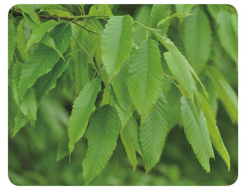 麻栎-黄石植物-图片