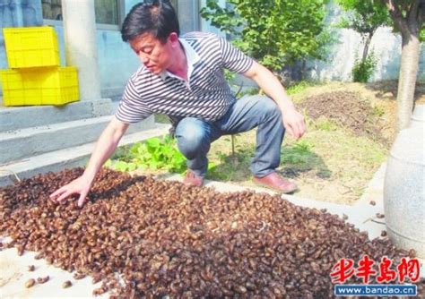 金蝉养殖让土地生“金”_中国农科新闻网