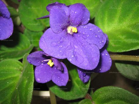 紫罗兰图片 - 花百科