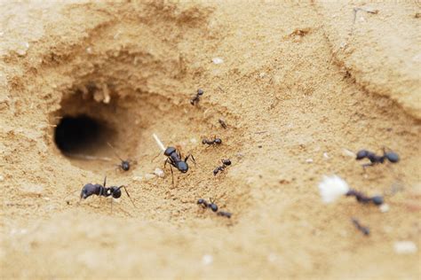假如：蚁后死亡后，蚂蚁群是怎么再“选举”出蚁后的？|选举|蚁后|蚂蚁_新浪新闻
