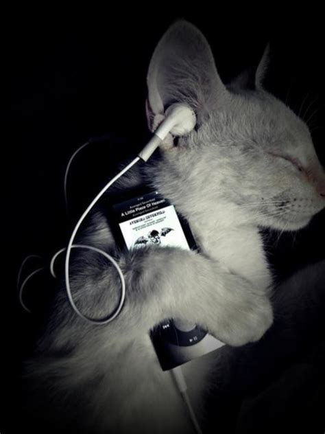 听音乐的猫素材图片免费下载-千库网