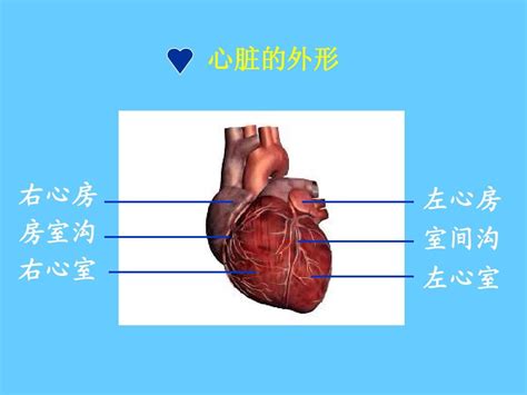 心脏各心房和心室分别和什么相连？