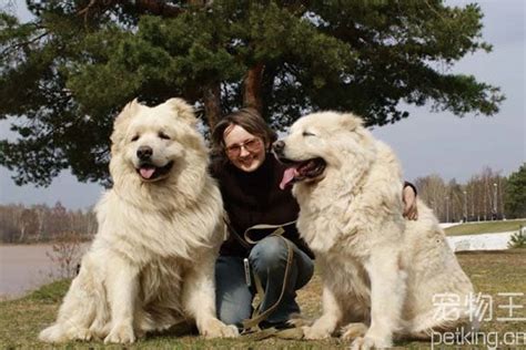 大型高加索犬养殖场 活体高加索犬 纯种高加索犬幼犬