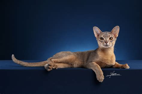 猫咪品种大盘点15：阿比西尼亚猫 - 知乎