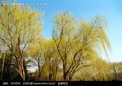春天发芽的柳树树冠高清图片下载_红动中国