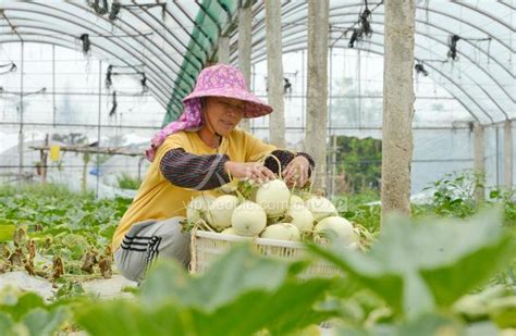 国家级专家服务基地落户琼海，培育推广热带水果新品种 | 国际果蔬报道