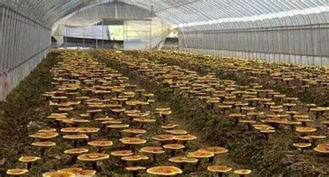 双孢菇的工厂化种植之路 - 知乎