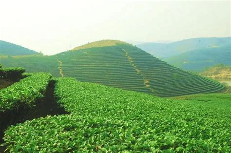 陕西安康:秦巴汉水间 百万亩茶园带来绿色“钱”景 - 西部网（陕西新闻网）