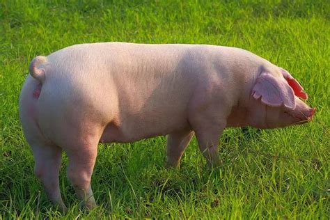 深度报道 | 猪场如何提升三元母猪繁殖能力，抓住猪价红利？ | 爱猪网