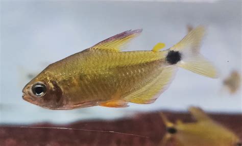 蝴蝶凯蒂 / Hyphessobrycon procyon - 小型鱼类 - CTA南美水族