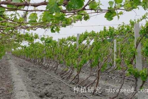 葡萄几月种植?葡萄移栽最佳时间-花木行情-中国花木网