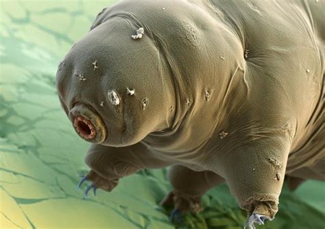 400倍显微镜观测水熊虫，这是我们肉眼看不到的微观世界生物