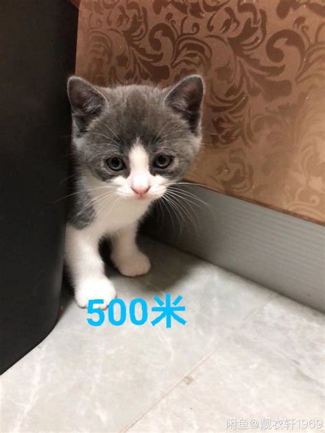 我们家的英短蓝猫两个月大的Shery.聪明伶俐图片