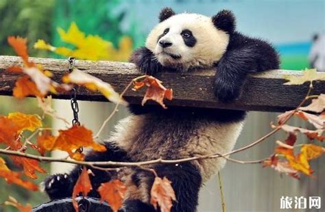 本周日来中山公园与武汉动物园的大熊猫视频吧，还有这些好玩的_武汉_新闻中心_长江网_cjn.cn