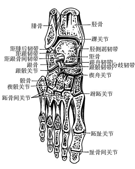 足关节解剖图图片