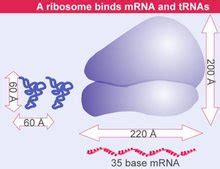 基于16S rRNA基因扩增子测序技术研究云南野生小型哺乳动物肠道菌群多样性