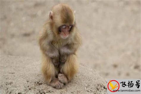 最小的猴,的猴子拇指猴图片,特别小的猴子(第3页)_大山谷图库