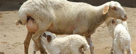 羊多大可以怀孕生小羊，母羊难产掏小羊的步骤 - 农村网