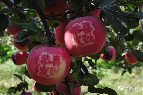 体系头条 | “平山苹果”获国家地理标志证明商标-产业动态-新闻动态-果园机械