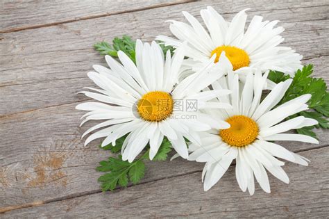 木菊花图片