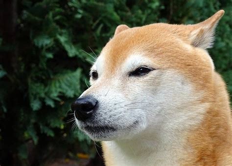 柴犬壁纸图片