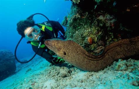 最大的巨型海鳗有多大,巨型鳗鱼有,最大巨型章鱼有_大山谷图库
