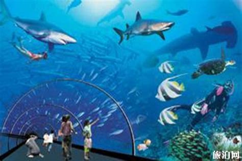 2020上海长风海洋世界-旅游攻略-门票-地址-问答-游记点评，上海旅游旅游景点推荐-去哪儿攻略