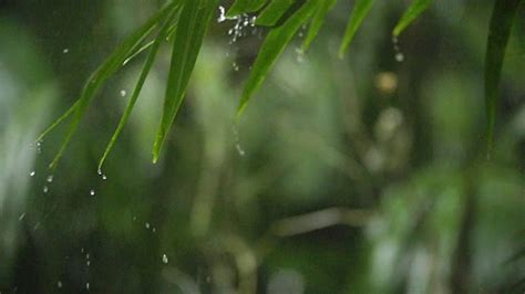 热带雨下的竹林在季风雨季来临视频素材_ID:VCG42693041252-VCG.COM