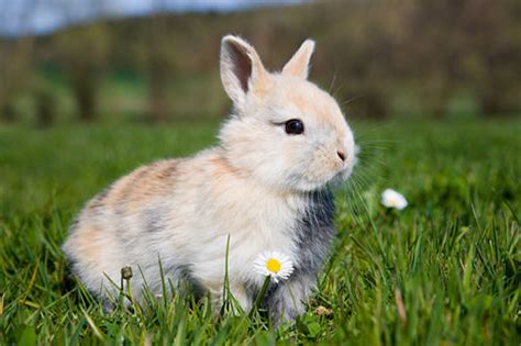 宠物兔品种及图片,大型宠物兔,西施兔图片_大山谷图库