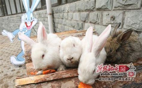 石家庄动物园春节准备“百兔游园”（图）_新闻中心_新浪网