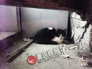 小猫掉进墙缝隙 物管锯开木工板墙救出(图)- 中国日报网