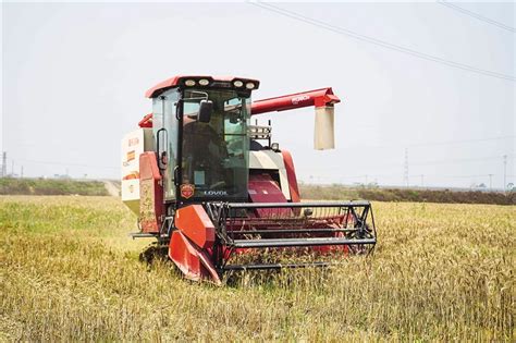 三水首次试验种植冬小麦成功 500亩麦田迎来收割季_区镇动态_佛山市农业农村局