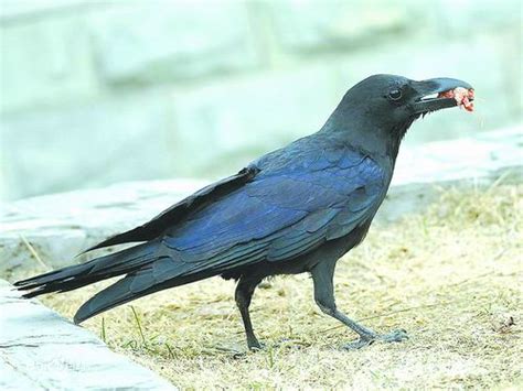 乌鸦在日本竟受到国鸟的特殊待遇