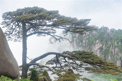 迎客松图片