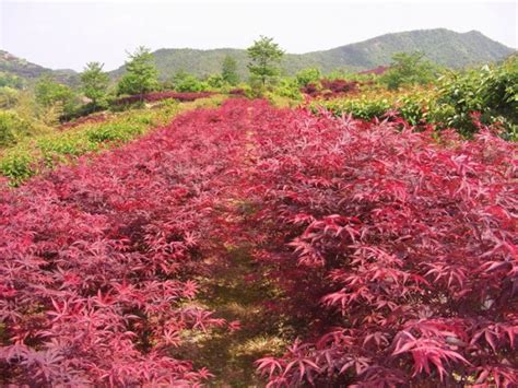 日本红枫十大必入品种，世界红枫树品种排名