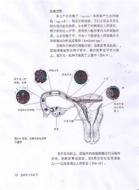 生殖过程在线阅读_2012部编版七年级生物下册书_好学电子课本网