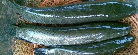 黑鱼养殖条件和要求 - 鱼类百科 - 酷钓鱼