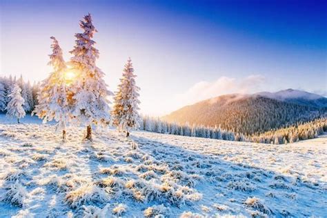 雪森林树冷杉冬天冷图片山十二月图片免费下载_自然风景素材免费下载_办图网