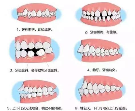 口腔主治医师考试知识地图！基础知识-口腔解剖生理学！