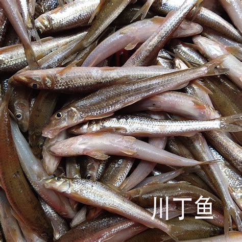 聊城水族馆这样擦缸6不 - 龙鱼 - 广州观赏鱼批发市场