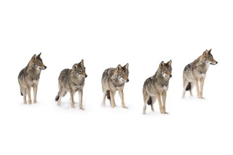 狼群图片素材 狼群设计素材 狼群摄影作品 狼群源文件下载 狼群图片素材下载 狼群背景素材 狼群模板下载 - 搜索中心