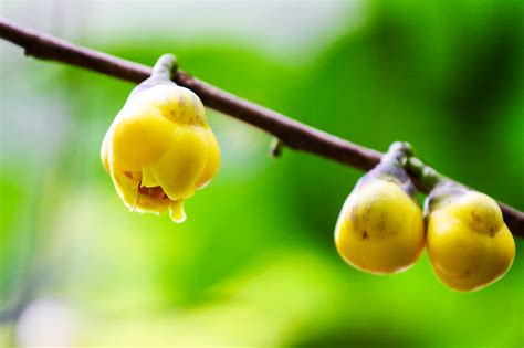 金花茶大全图片