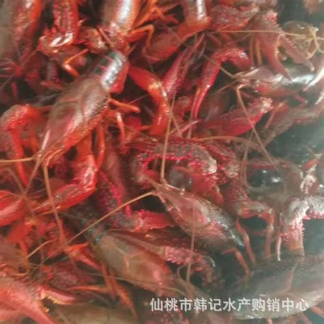 潜江小龙虾产量大增不愁卖：线上网红带货 线下工厂合作_手机新浪网