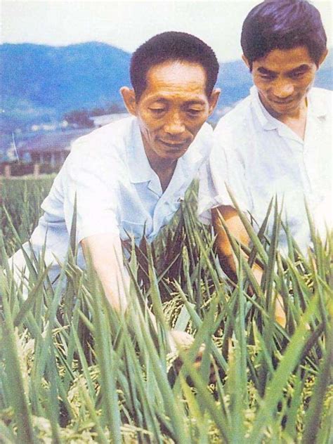 袁隆平的水稻是转基因水稻吗