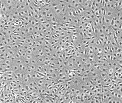 CHO-K1，ATCC细胞株_ATCC细胞-上海慧颖生物科技有限公司