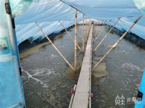 新标准发布！江苏省南美白对虾小棚养殖尾水生态化治理有了技术规范