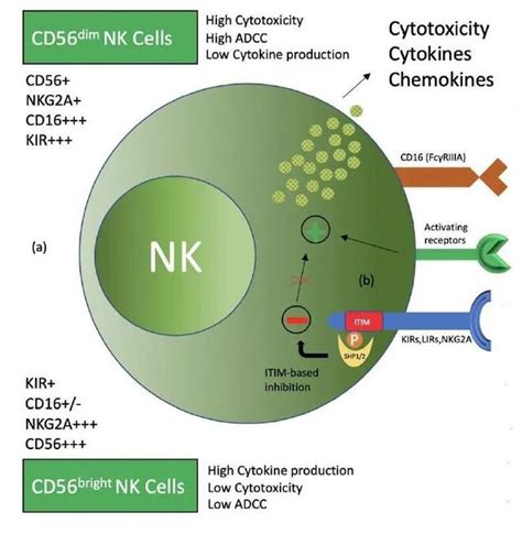肿瘤浸润NK细胞_患者