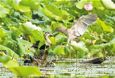 新乡黄河湿地鸟类国家级自然保护区陈桥东湖湿地 入选省生物多样性保护典型案例 - 新乡网事 - 新乡网新闻中心
